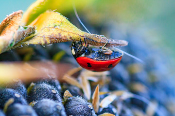 The sunflower with black seeds and ladybug