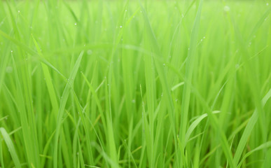 green background of the young rice field