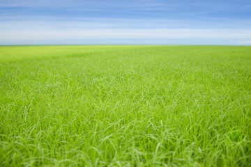 Obraz premium Green rice fields