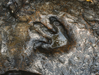 Close-up shot of a dinosaur footprint