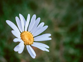 Obraz premium beautiful wild flowers on nature dark background.