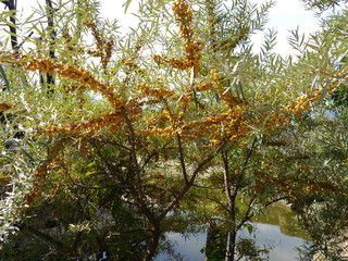 A blooming tree with orange blossoms in autumn