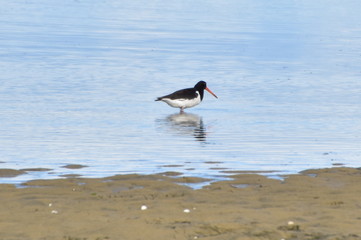 New Zealand Native Birds in Able Tasman National Park