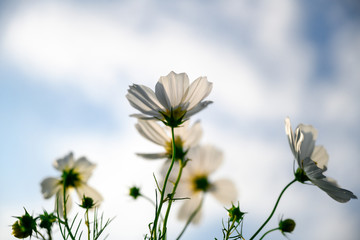 秋に揺れる秋桜