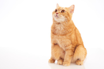 british shorthair cat