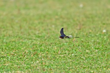 芝生の上を優雅に飛ぶツバメ