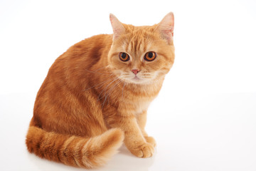 british shorthair cat