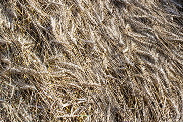 texture of wet, untidy wheat from a farmer's field