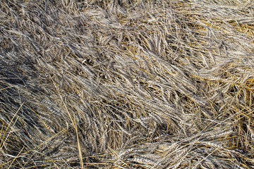 texture of wet, untidy wheat from a farmer's field
