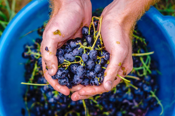 black grapes in the hands of the farmer squeezes the juice. Homemade wine Beaujolais