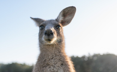 wildlife animal young child kid joey kangaroo Australian animal  close up face