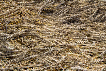 texture of wet, untidy wheat from a farmer's field