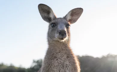Rolgordijnen wildlife animal young child kid joey kangaroo Australian animal  close-up © QuickStartProjects