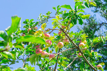 Ripe Apples in the Orchard ready for harvesting. Gardening garden organic ripe fruit