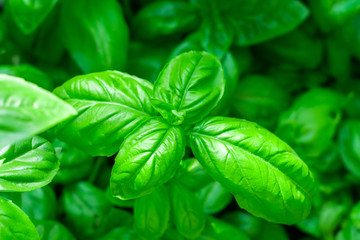 Green Basil leaves closeup growing in garden. Horticulture is the cultivation of spices on a bright Sunny day