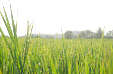 Summer rice plants background nature