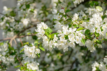 many flowering Apple trees in the spring in the garden