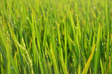 Fototapeta na wymiar Green rice plant and droplet with summer day, indonesian nature