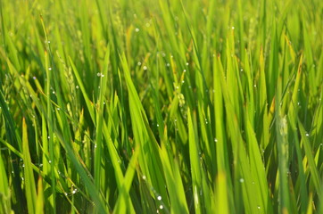 Obraz na płótnie Canvas Green rice plant and droplet with summer day, indonesian nature