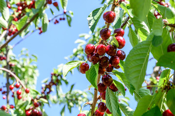 Sweet cherry red fruits berries hanging on a tree branch close up ready to eat sweet delicious