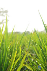 Green rice plant and droplet with summer day, indonesian nature