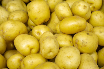 Background image of garden potatoes, Organic nature texture