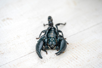 Asian black scorpion on white wooden background in Ubud, island Bali, Indonesia. Closeup