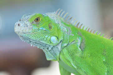 Fototapeta premium Green iguana on the wood with nature background