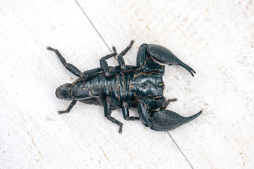 Asian black scorpion on white wooden background in Ubud, island Bali, Indonesia. Closeup