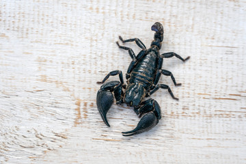 Asian black scorpion on white wooden background in Ubud, island Bali, Indonesia. Closeup