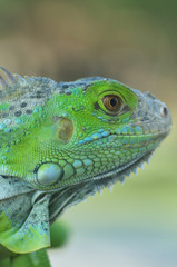 Green iguana on the wood with nature background