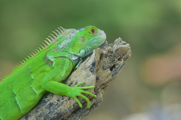 Green iguana on the wood with nature background