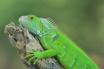 Green iguana on the wood with nature background