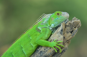Green iguana on the wood with nature background
