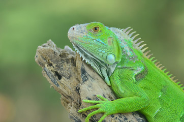 Fototapeta premium Green iguana on the wood with nature background