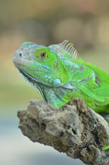 Green iguana on the wood with nature background