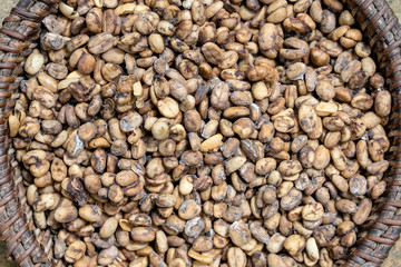Luwak coffee, unclean coffee beans, closeup. Kopi luwak is coffee that includes part-digested coffee cherries eaten and defecated by the Asian palm civet. Island Bali, Ubud, Indonesia