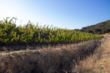 Fototapeta na wymiar Wine grapes growing in Napa Valley California