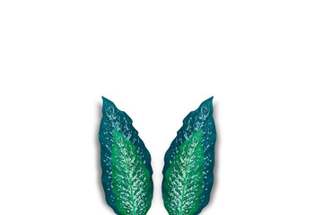 minimalist flat lay leaf isolated on white background