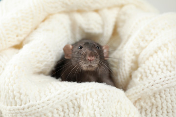 Cute small rat wrapped in soft knitted blanket