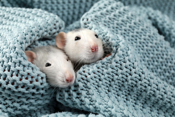 Cute small rats and soft knitted blanket