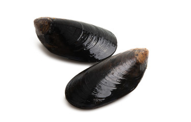 mussels isolated
