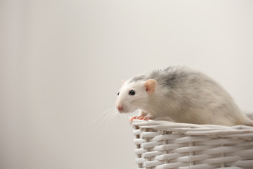 Cute small rat in basket against light background