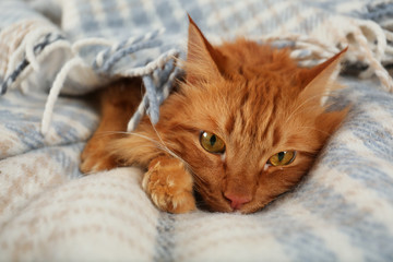 Adorable red cat under plaid. Cozy winter © New Africa