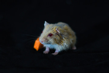 Hamster Cute Exotic Red-eyed eating carrot Isolated on Black Background , Cute funny Syrian hamster , Pet health care