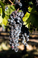 Wine grapes growing in Napa Valley California