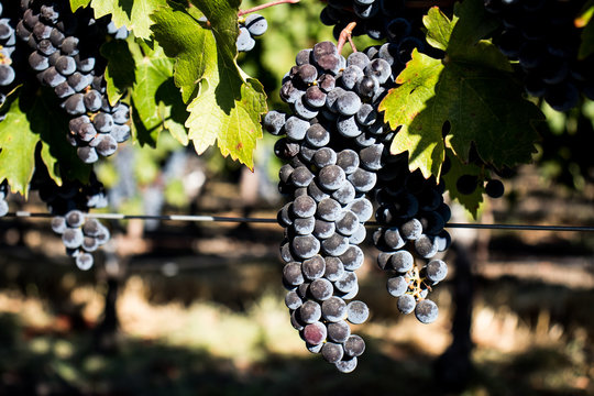 Wine grapes growing in Napa Valley California