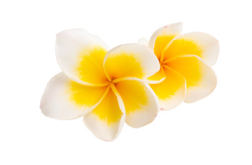 Obraz na płótnie Canvas beautiful frangipani flower isolated