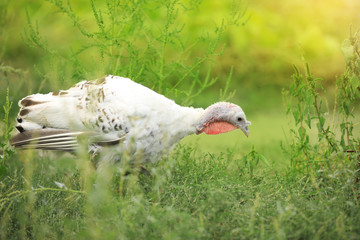 Domestic turkey with white feathers outdoors. Poultry farming
