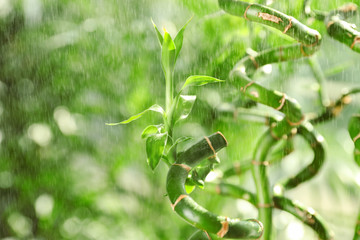 Bamboo stems with water drops on blurred background, closeup